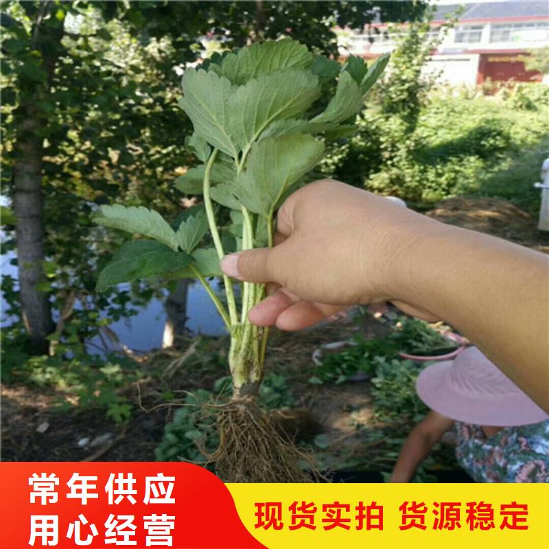 供應菠蘿草莓苗，菠蘿草莓苗耐儲存品種