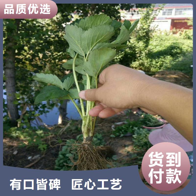 【草莓苗-果树苗精挑细选好货】