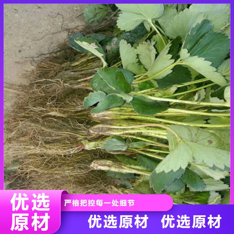 草莓苗-苹果苗厂家规格全