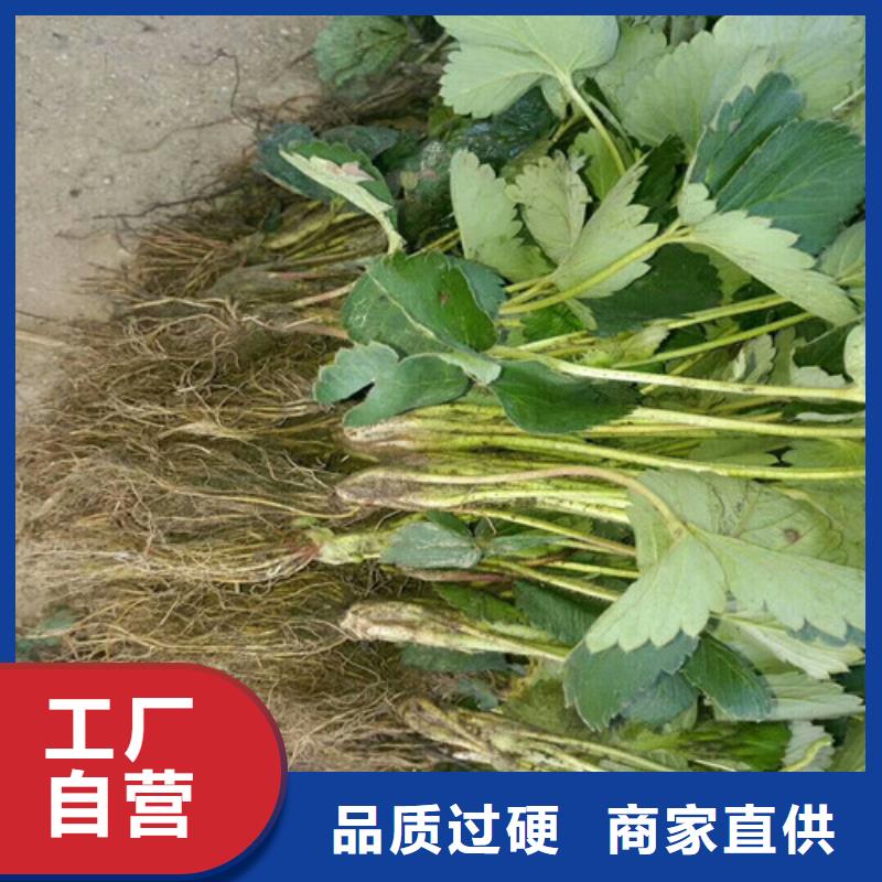 草莓苗大棚草莓苗質量優選