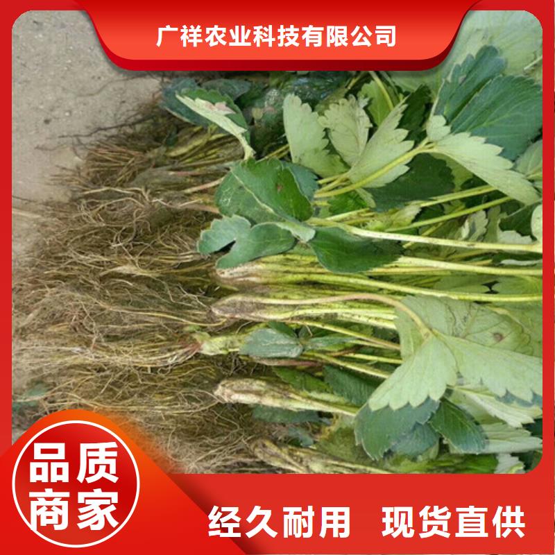 【草莓苗-黃寶石梨樹苗訂購】