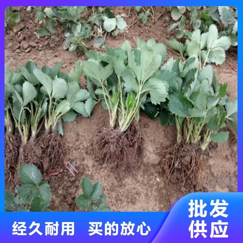 【草莓苗】-黄金苹果树苗基地量大更优惠