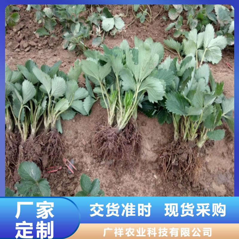 草莓苗_【果樹苗批發基地】源頭廠家量大價優