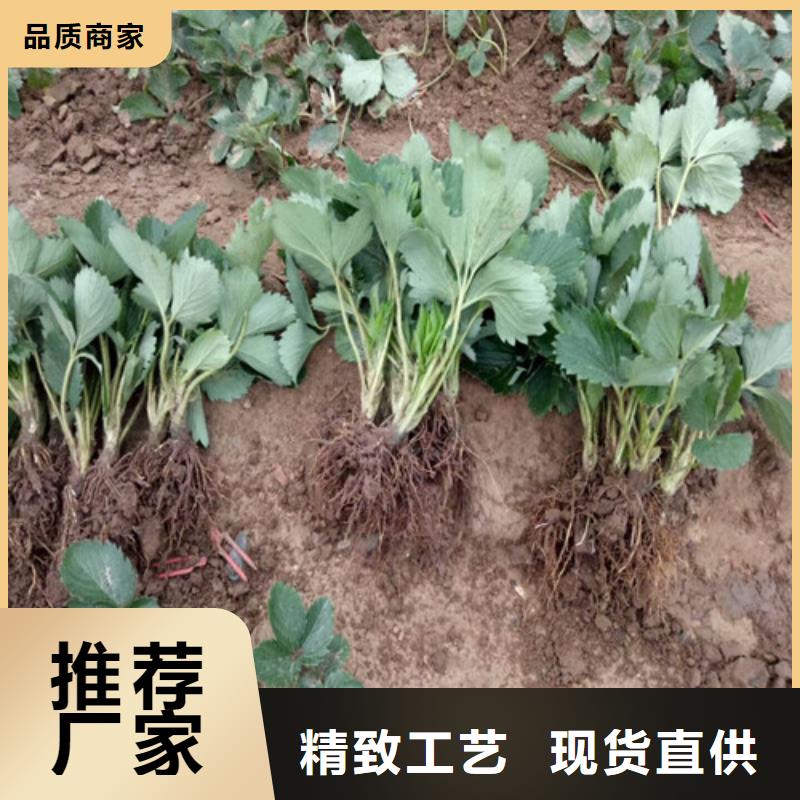 草莓苗-【花椒樹苗】實體廠家支持定制