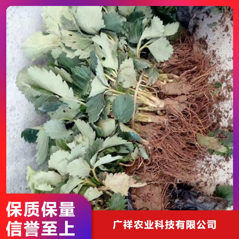 【草莓苗草莓苗价格源头厂家直销】