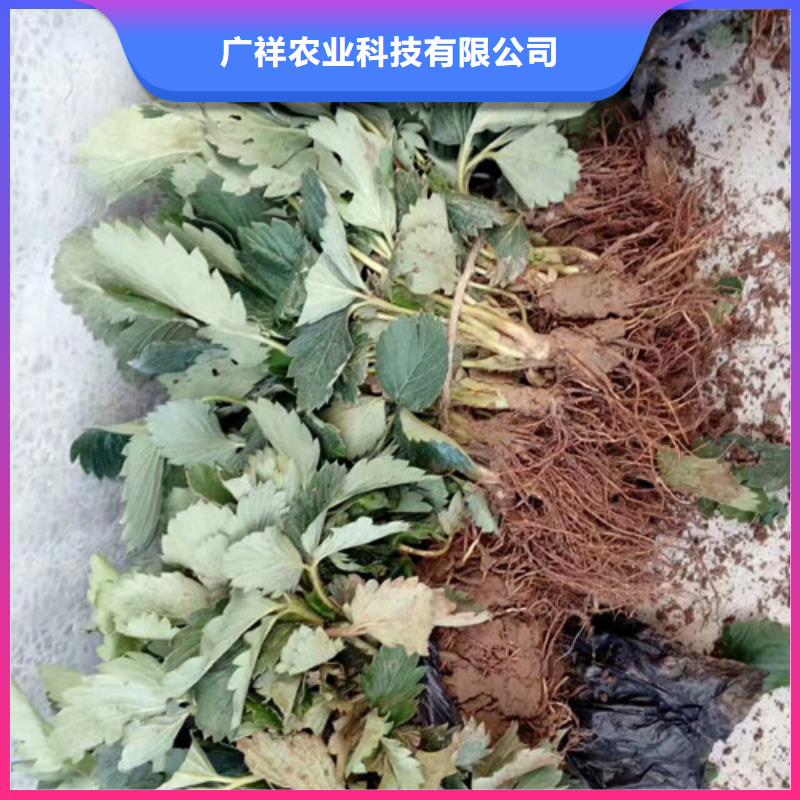 草莓苗,大紅袍花椒苗質檢嚴格放心品質