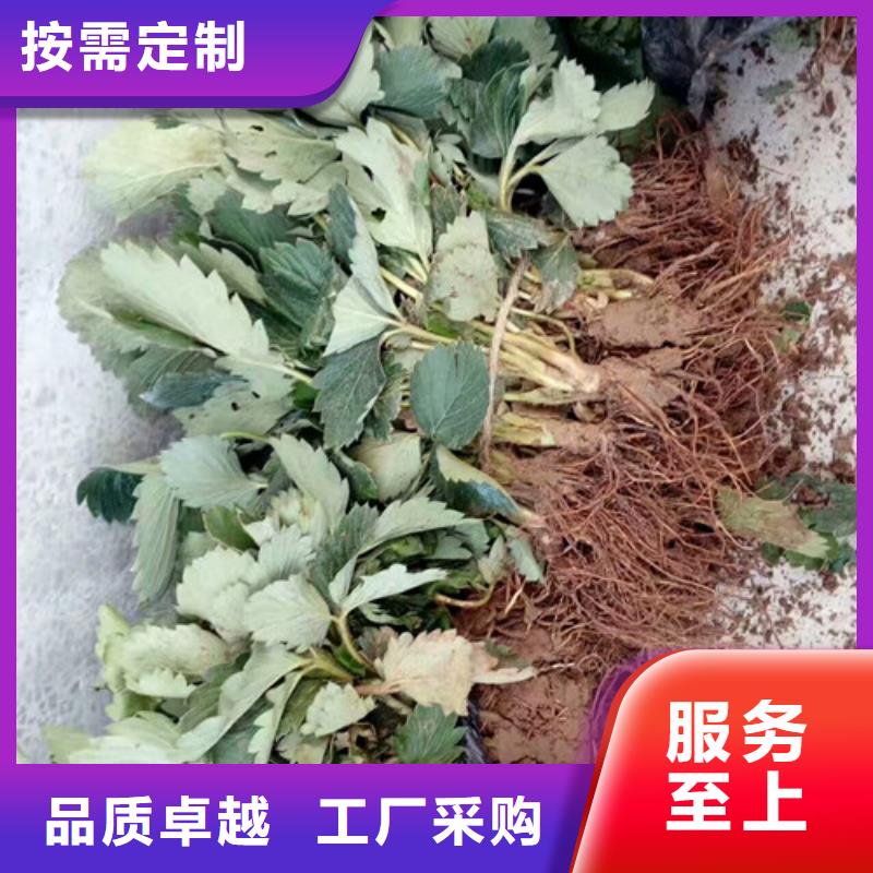 【草莓苗】_果树苗批发基地品质服务诚信为本