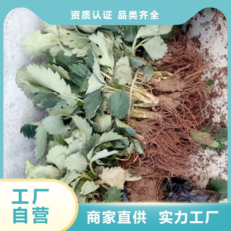 基地批發甜寶草莓苗，甜寶草莓苗畝產多少