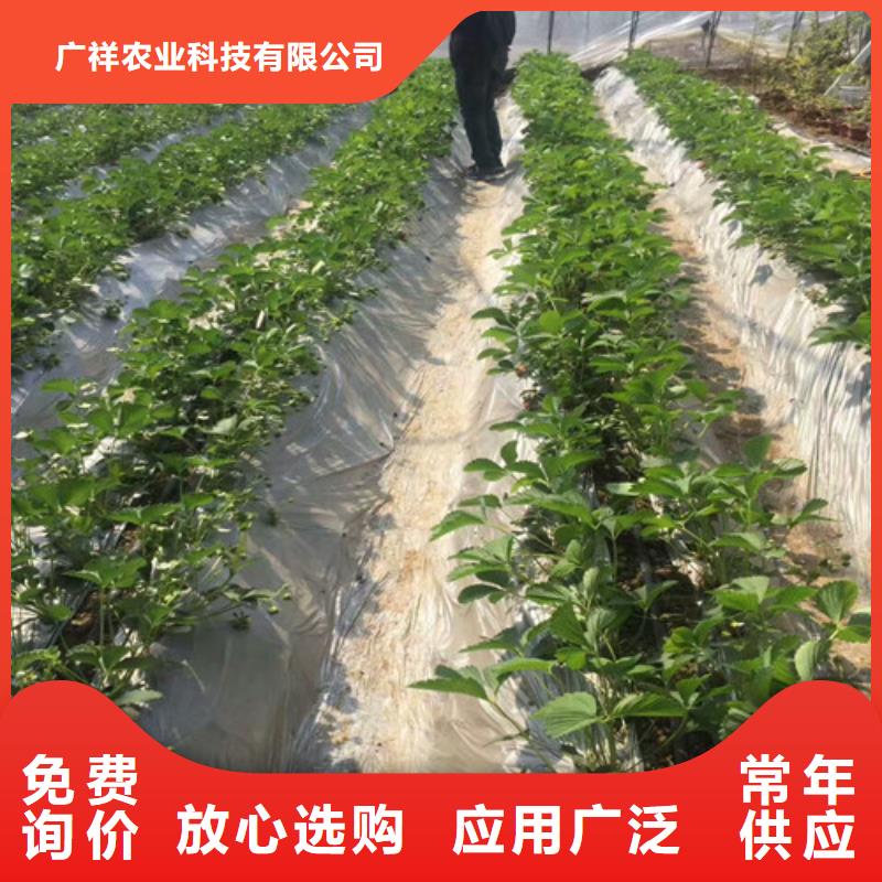 草莓苗果树苗批发基地重信誉厂家