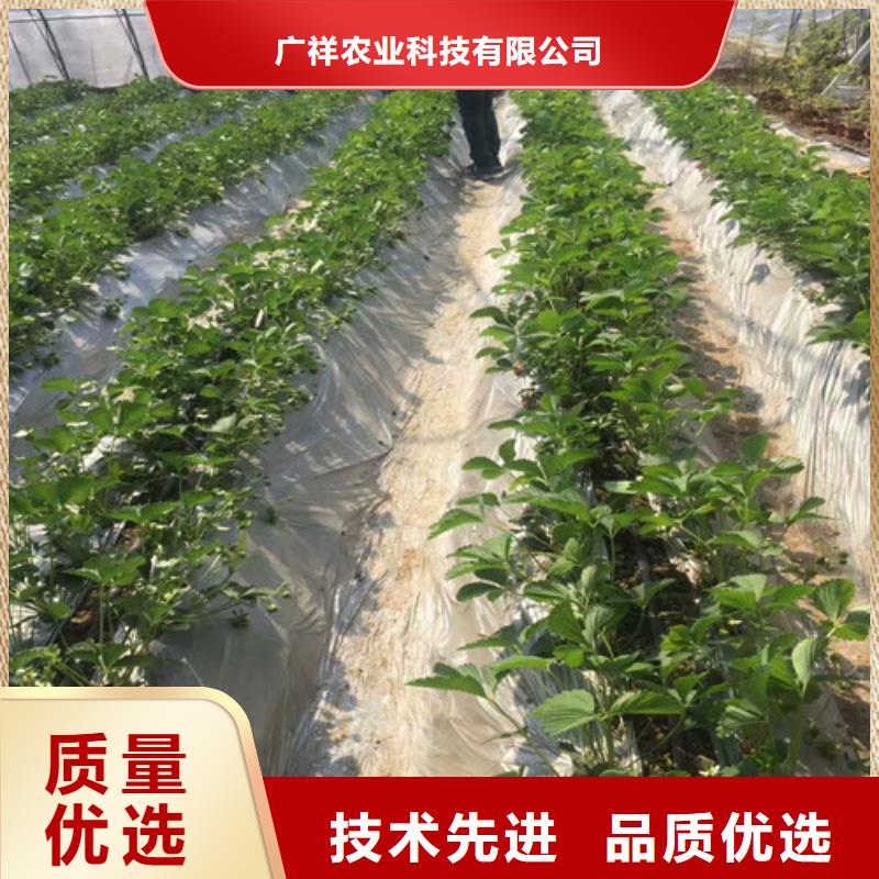 【草莓苗】草莓苗價(jià)格工廠直供