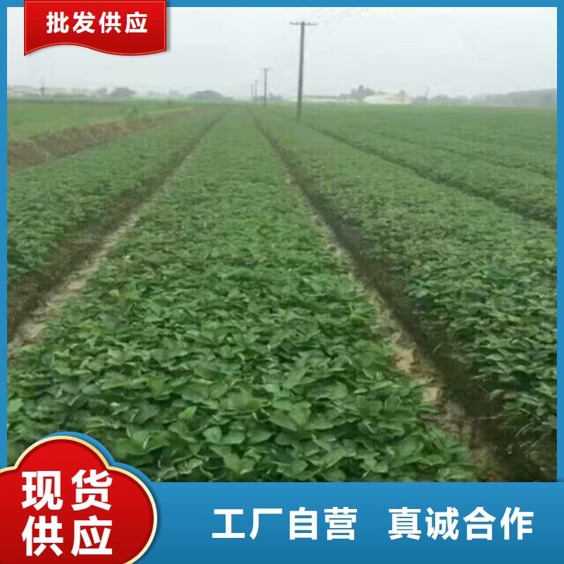 【草莓苗大棚草莓苗適用范圍廣】