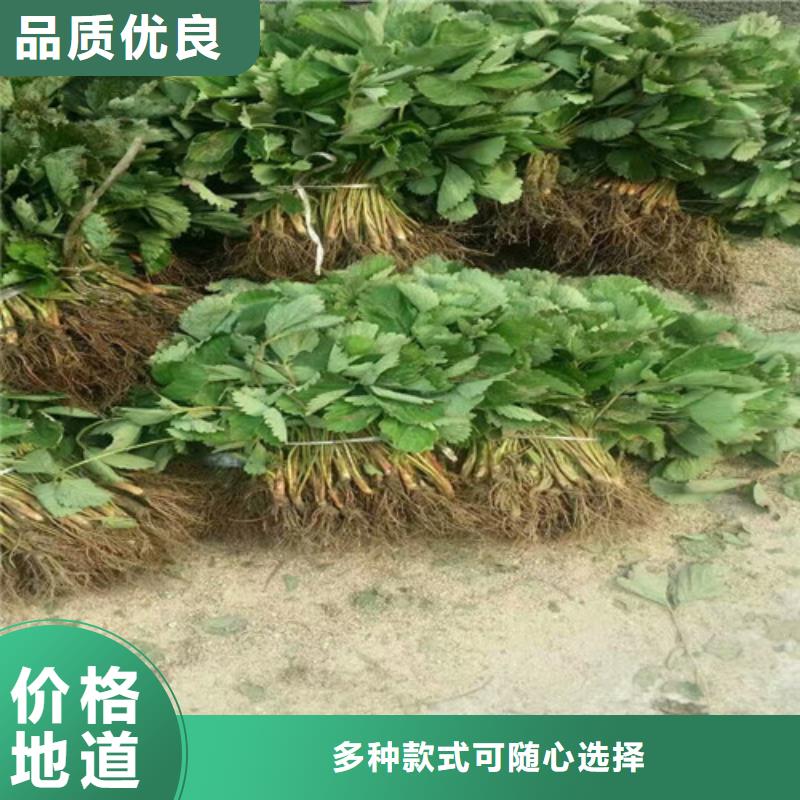 【草莓苗】大棚草莓苗專業生產N年