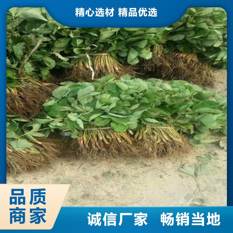 草莓苗黄金苹果树苗一站式采购方便省心