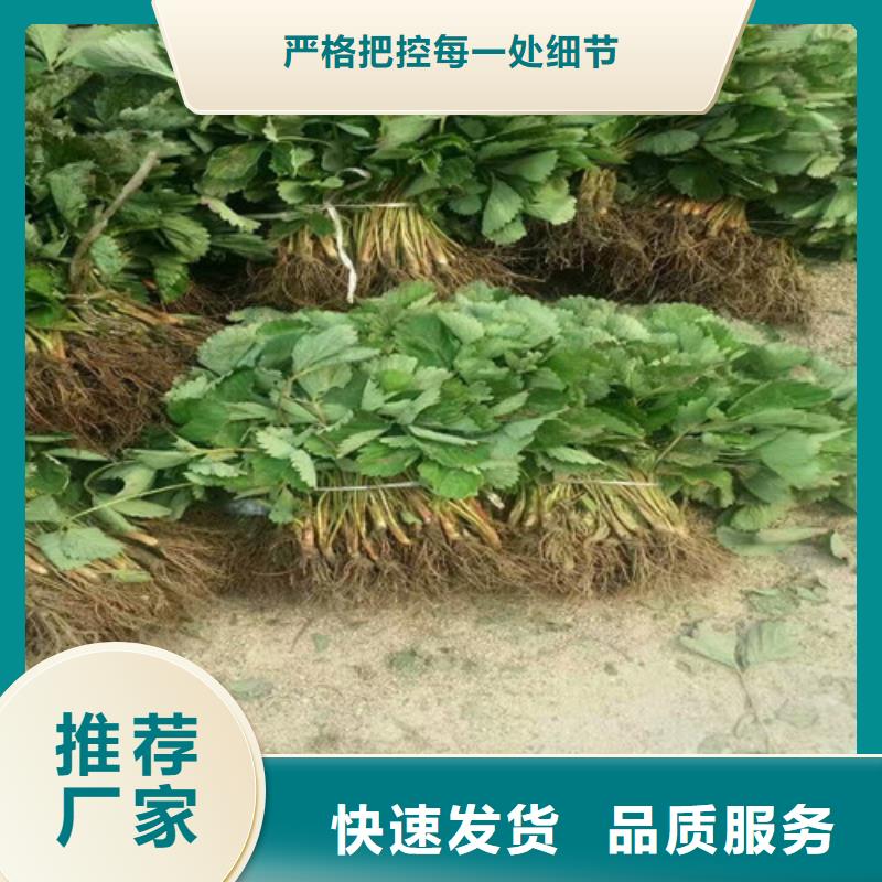 【草莓苗】梨树苗基地常年出售