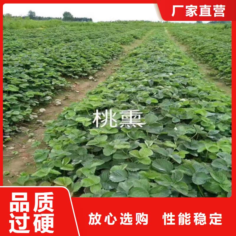 草莓苗,【红蜜桃树苗】优选厂商