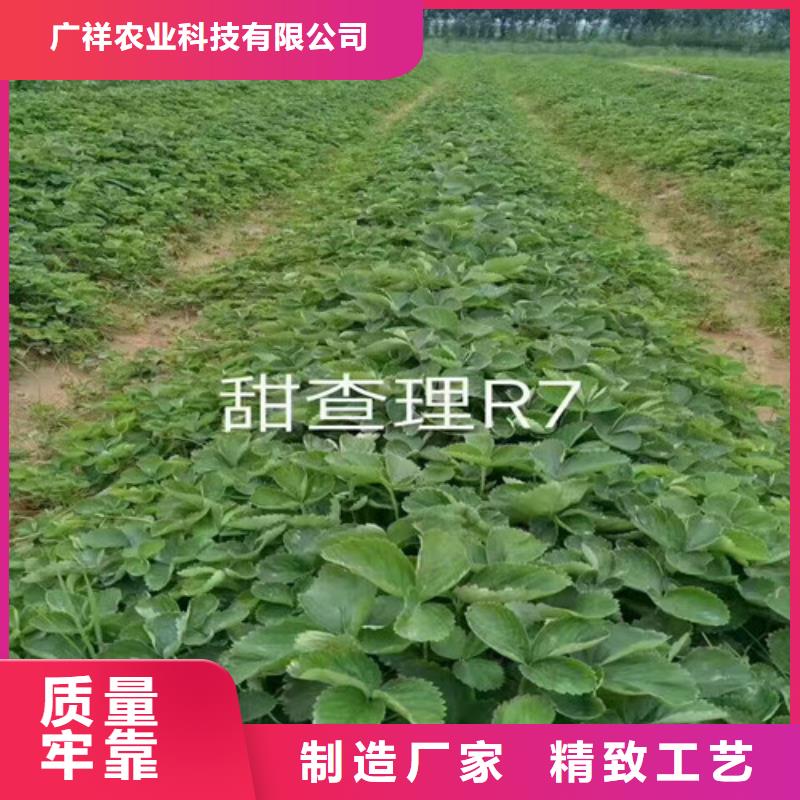 草莓苗 香梨树苗厂家精选