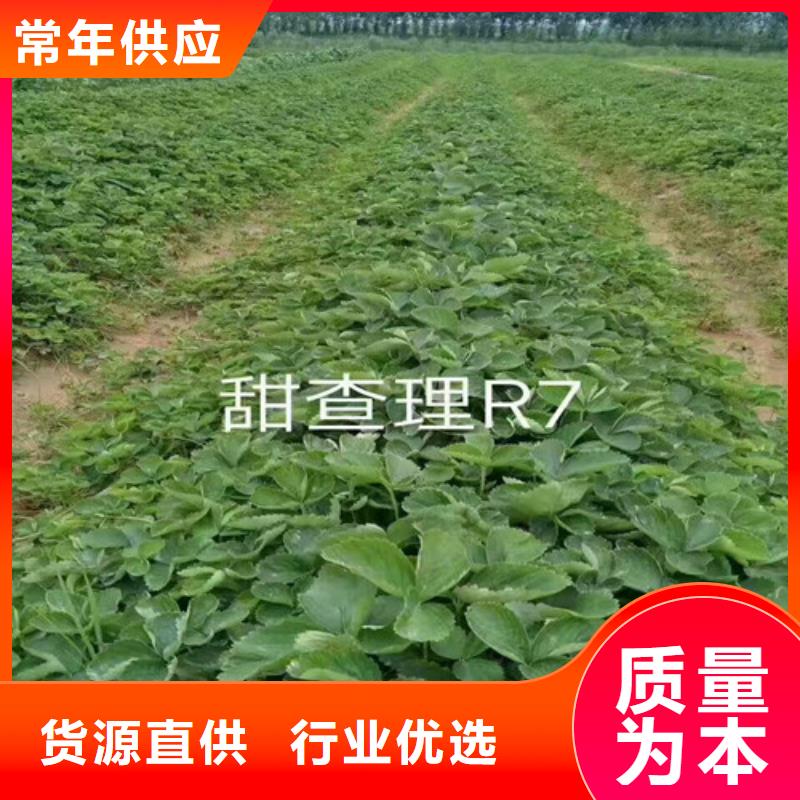 【草莓苗桃樹苗實力商家供貨穩定】