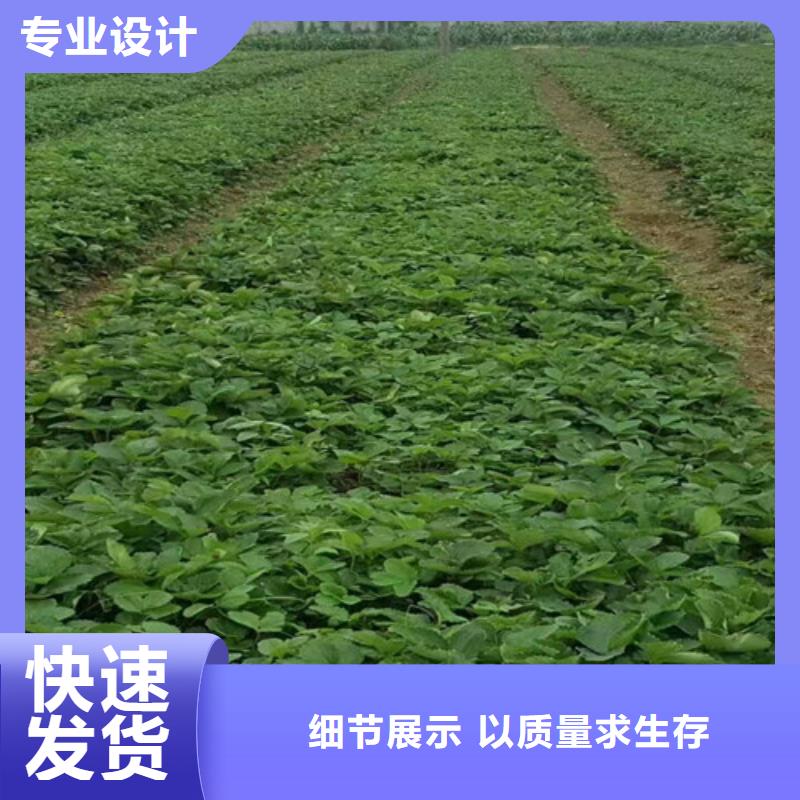 草莓苗 香椿树苗把实惠留给您