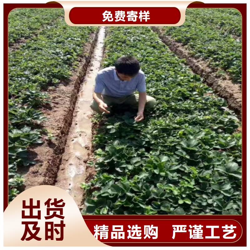 草莓苗黃桃樹苗支持大批量采購