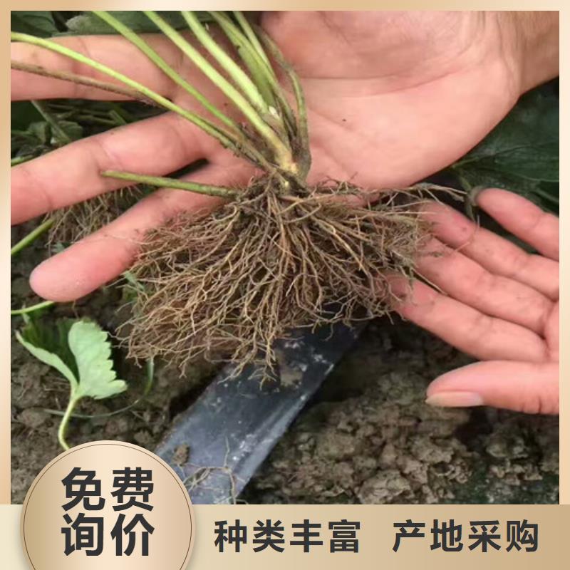 【草莓苗】果树苗专注细节更放心