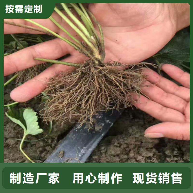 【草莓苗葡萄苗为品质而生产】