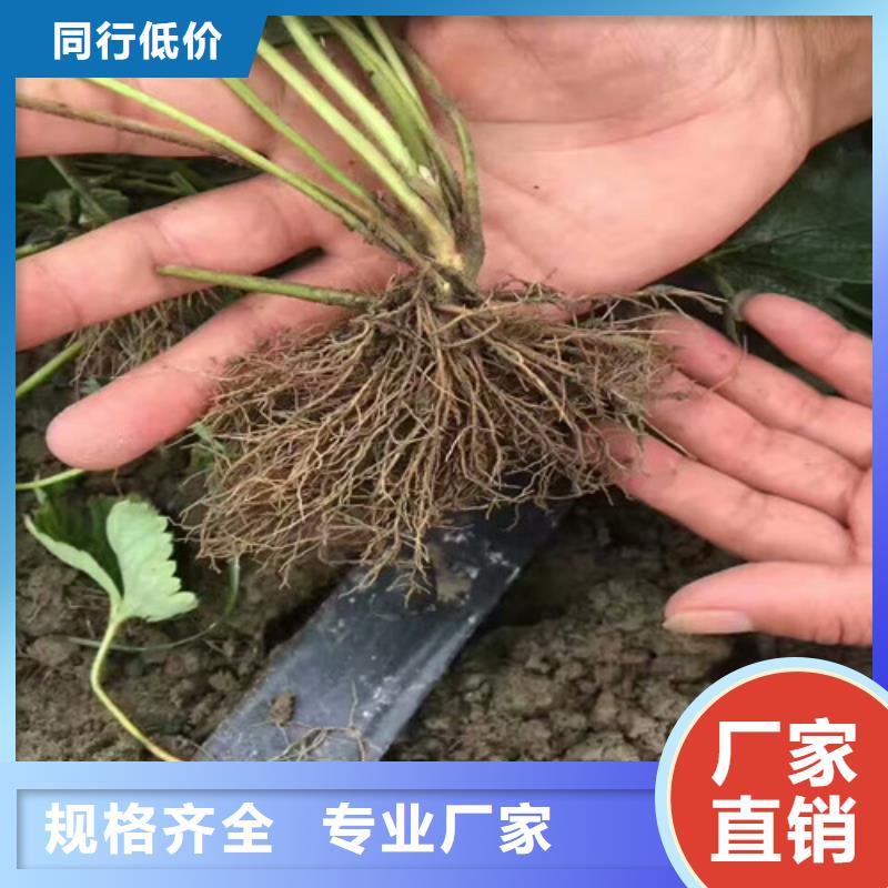 草莓苗果樹苗匠心打造