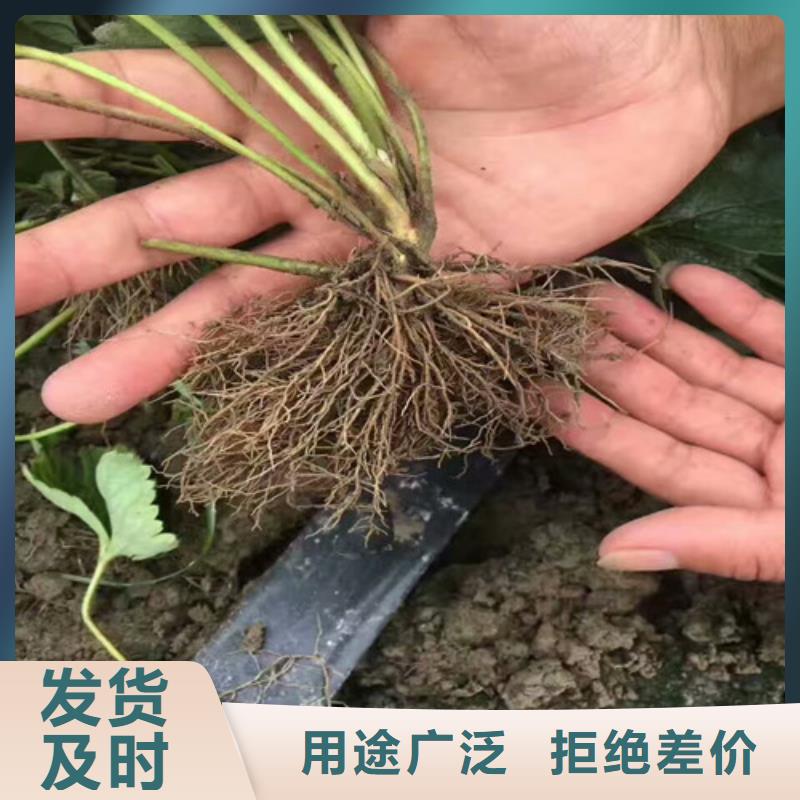 【草莓苗草莓源頭直供】