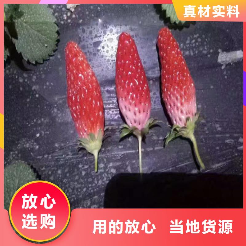 【草莓苗】冬桃树苗现货齐全售后无忧