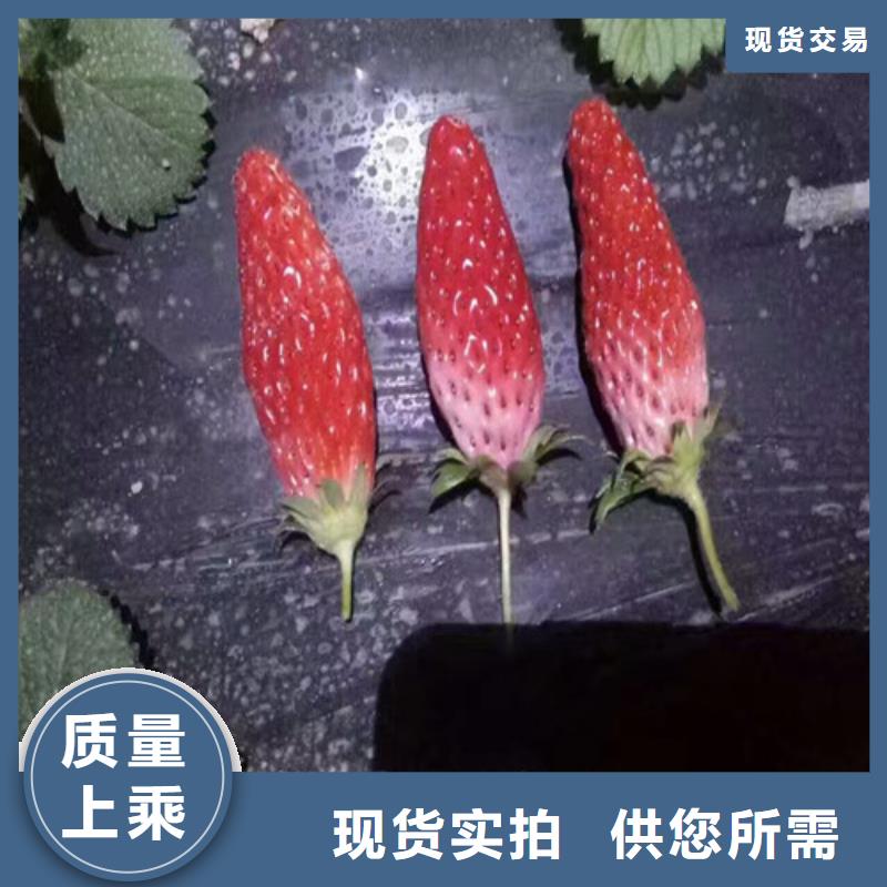 草莓苗,大棚草莓苗多種工藝