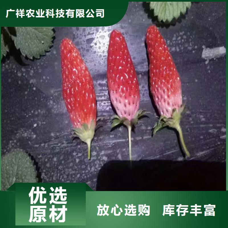 出售香蕉草莓苗，香蕉草莓苗價格