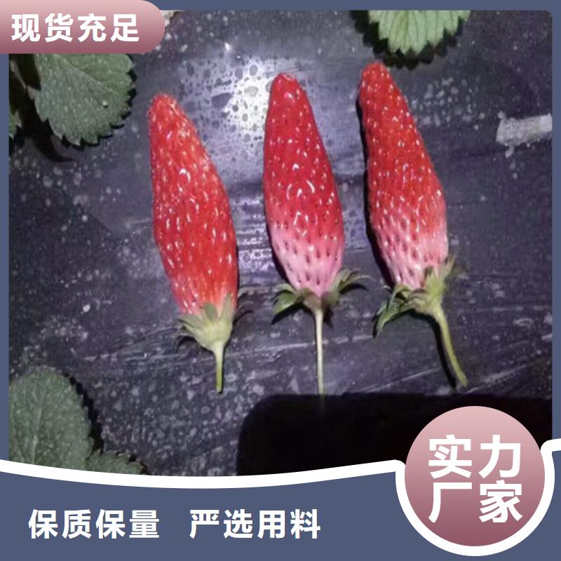 【草莓苗】桃树苗支持定制贴心售后