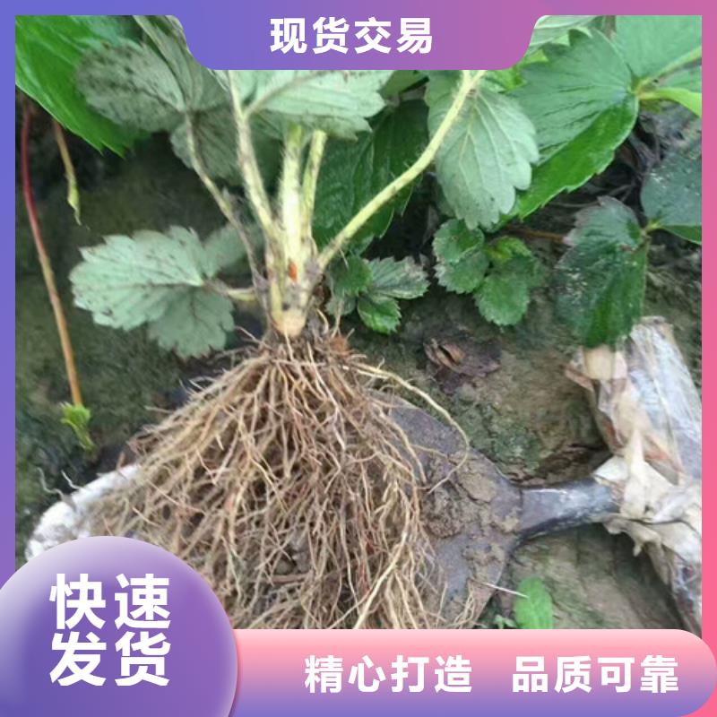 【草莓苗】大棚草莓苗嚴格把控每一處細節