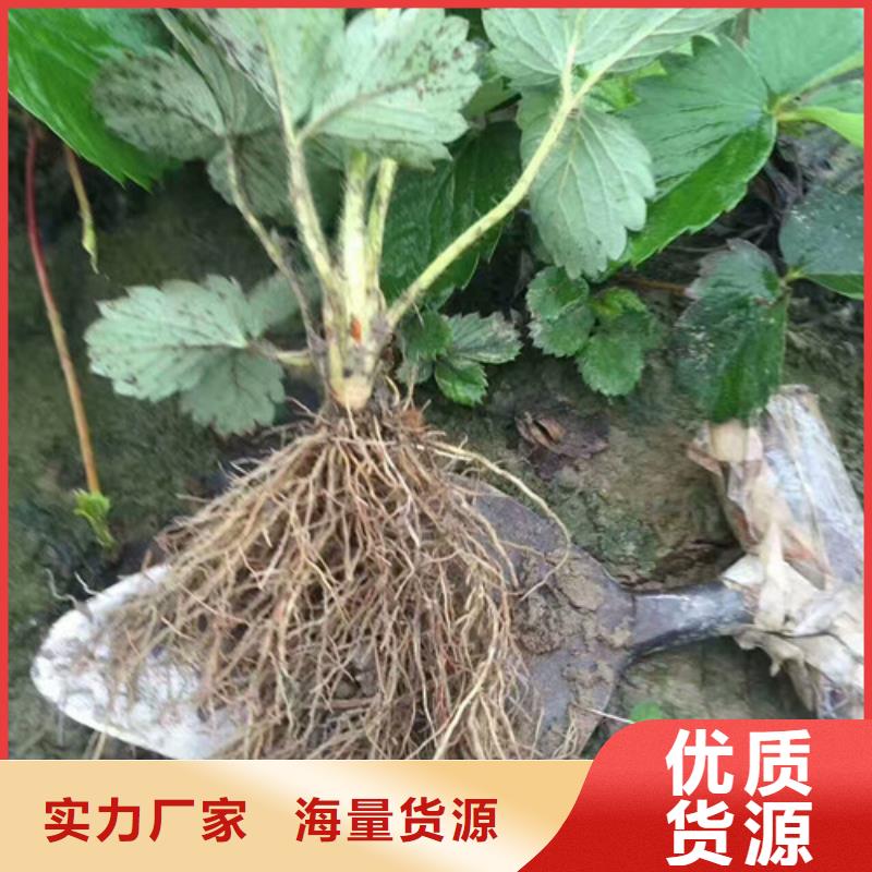 草莓苗果樹苗實地大廠