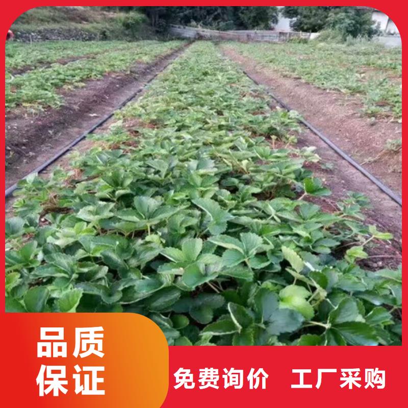 【草莓苗藍莓苗價格實惠工廠直供】