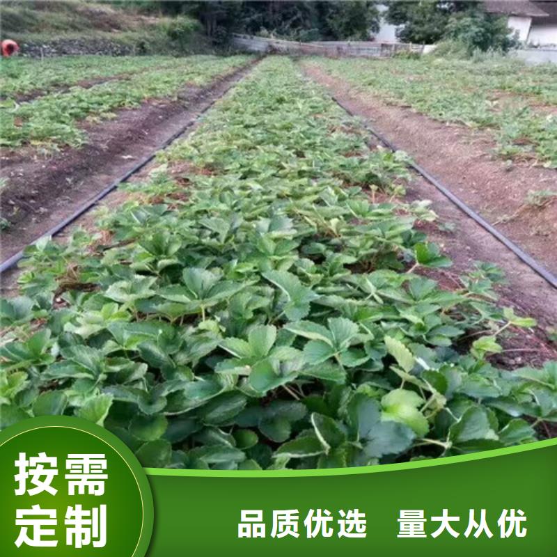 【草莓苗油蟠桃樹苗實力廠家直銷】