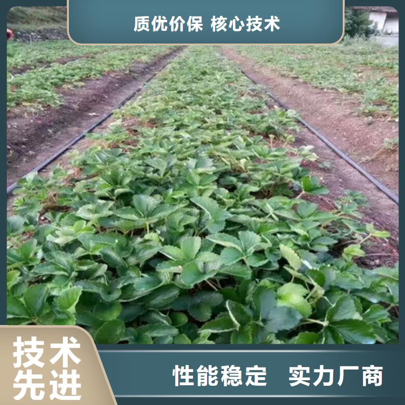 草莓苗果樹苗批發(fā)基地匠心打造