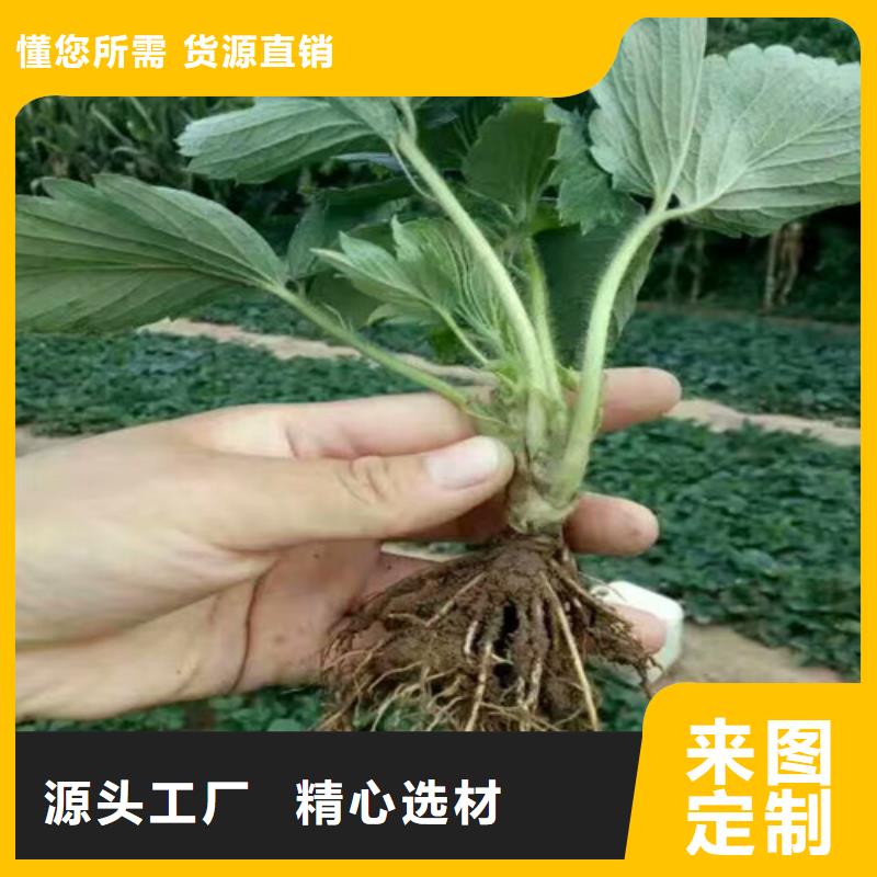 草莓苗梨樹苗工程施工案例