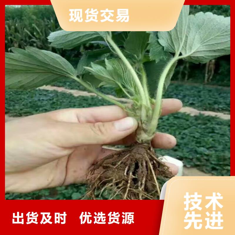 草莓苗梨樹(shù)苗精選貨源