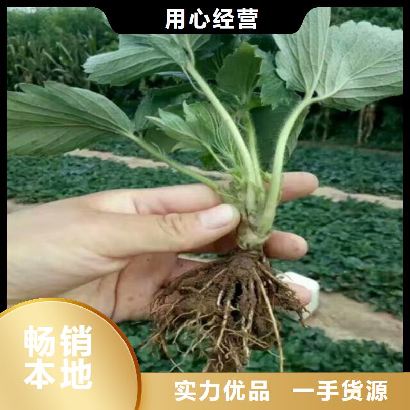 哪里批發寧玉草莓苗，寧玉草莓苗2025已更新(今日/動態)