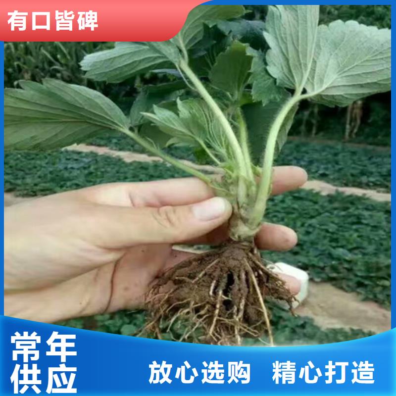 生产妙香7号草莓苗_优质厂家