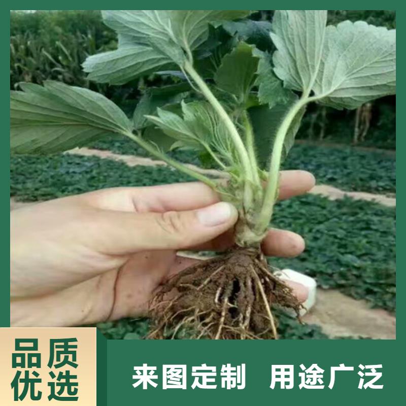 【草莓苗白桃樹苗滿足客戶所需】