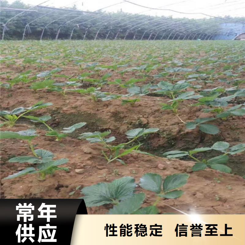 草莓苗青苹果树苗多家仓库发货