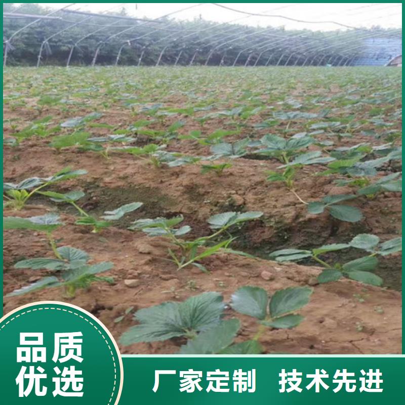 草莓苗 香椿树苗把实惠留给您