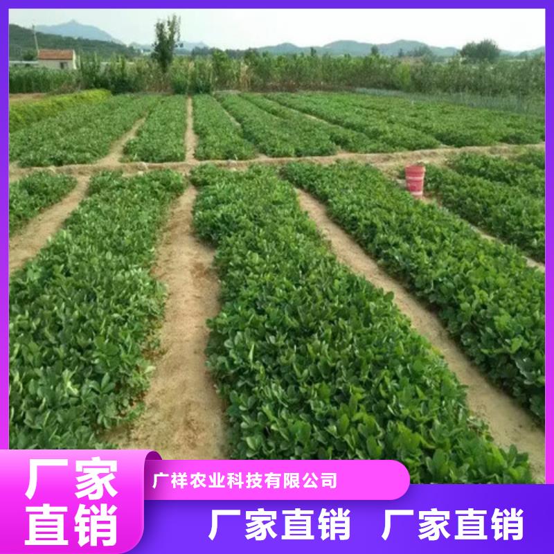 【草莓苗青苹果树苗现货满足大量采购】