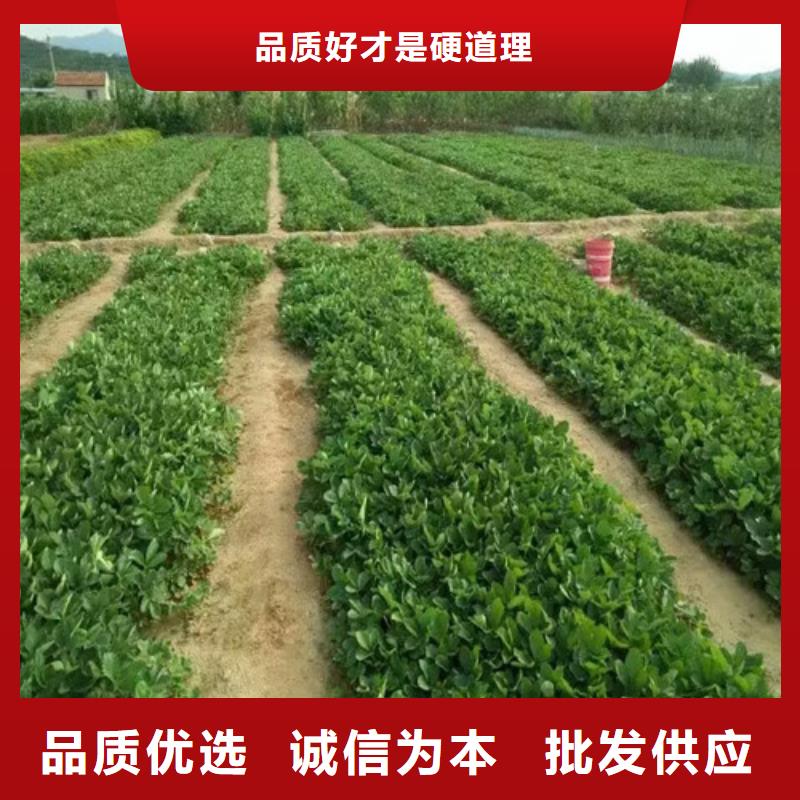 【草莓苗】果树苗批发基地根据要求定制