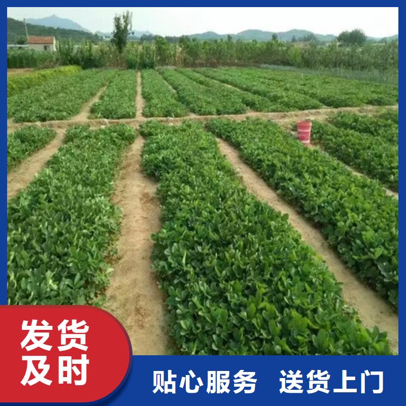 草莓苗【大棚草莓苗】源頭廠家量大價優(yōu)