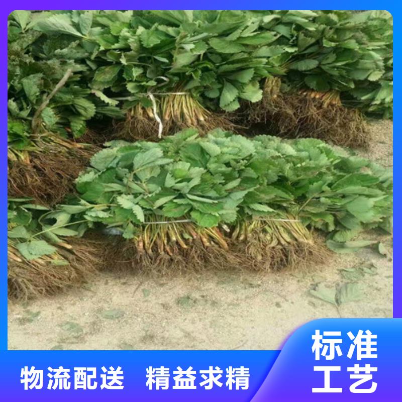 草莓苗果樹苗匠心打造