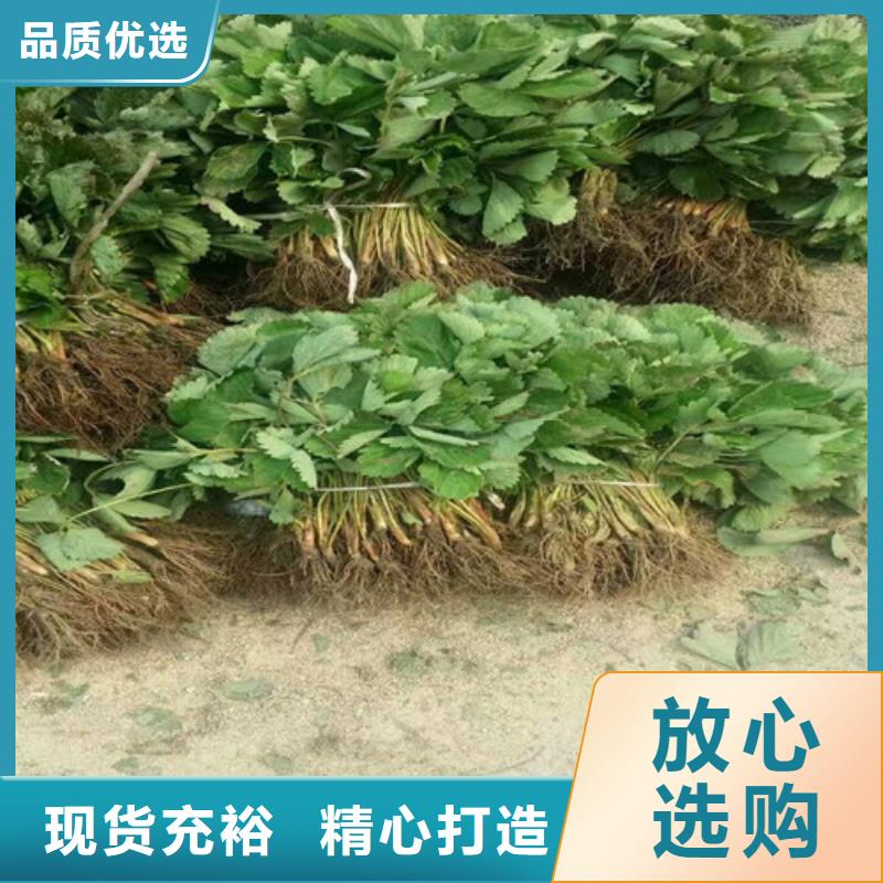 草莓苗-桃樹苗工廠直銷