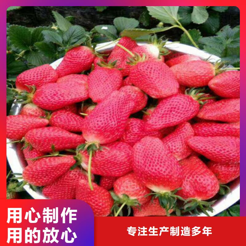 【草莓苗】草莓苗價(jià)格工廠直供