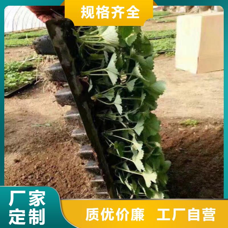 草莓苗-红颜草莓规格型号全